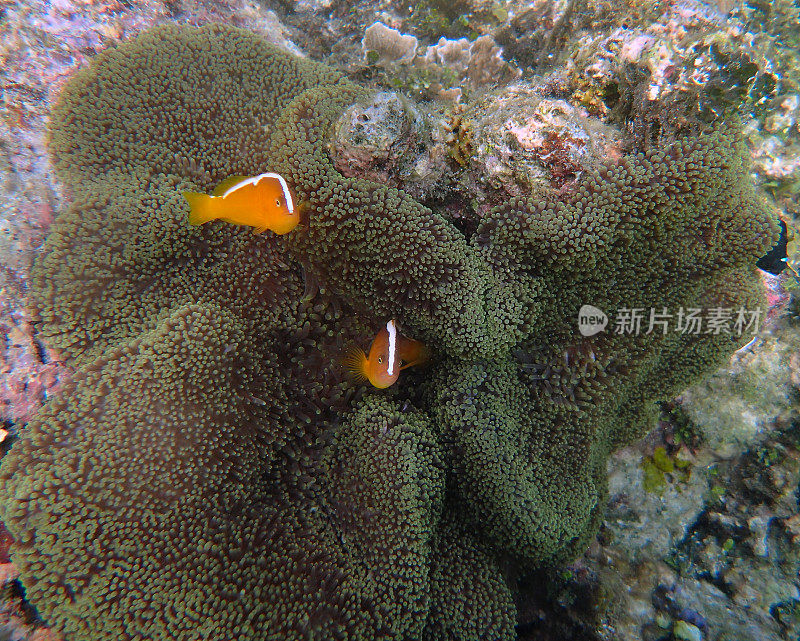 橙色臭鼬小丑鱼(Amphiprion sandaracinos)在他们的海葵中